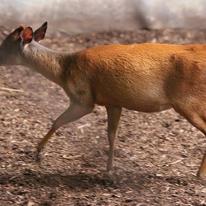 Red Forest Duiker