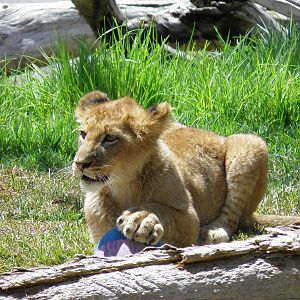 Lion Cub