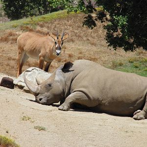Northern white rhino Angalifu