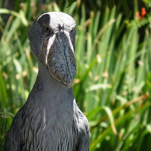Shoebill Stork