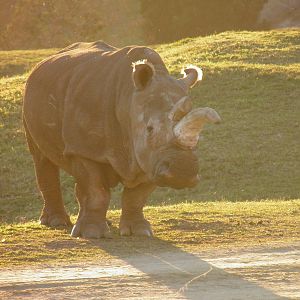 Northern white rhino Nola