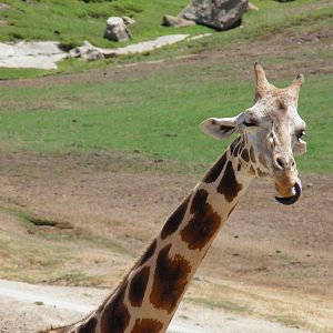 Rothschild's giraffe