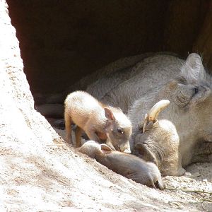 Warthog Piglets