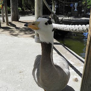Bar Headed Goose