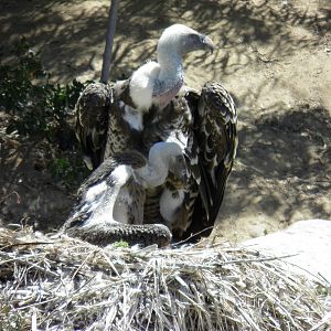 Ruppell's vulture chick