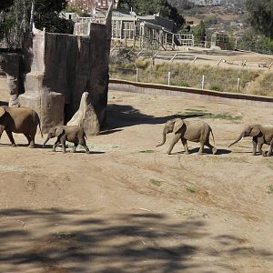 African Elephants