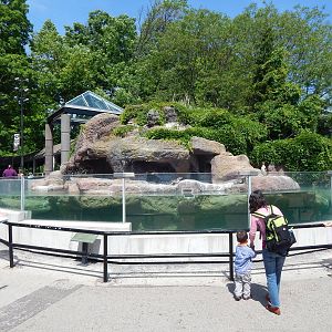 Jun. 2014 - Taylor Family Humboldt Penguin Exhibit
