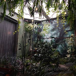 Jun. 2014 - Mahler Family Aviary - Blue Ground Dove + Red-legged Honeycreep