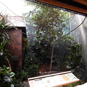 Jun. 2014 - Mahler Family Aviary - Red-crested Cardinal + Sunbittern Exhibi