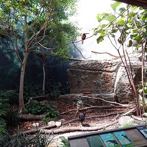 Jun. 2014 - Mahler Family Aviary - Pale-mandibled Aracari + Grey-winged Tru