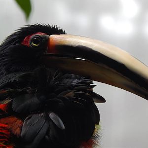 Jun. 2014 - Mahler Family Aviary - Pale-mandibled Aracari