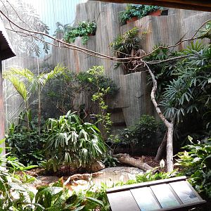 Jun. 2014 - Mahler Family Aviary - Plush-crested Jay + White-faced Whistlin