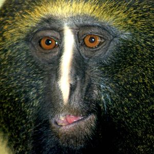 Hamlyn's owl-faced monkey; Berlin Zoo; 6th June 2014