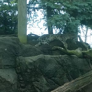 Snow Leopard Exhibit