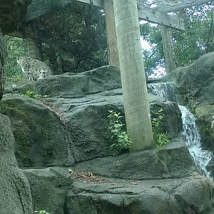 Snow Leopard Exhibit