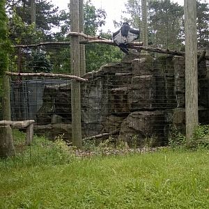 Andean Condor Exhibit