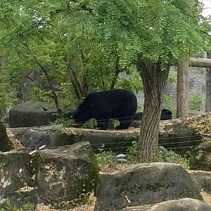 Spectacled Bear Exhibit