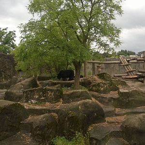 Spectacled Bear Exhibit