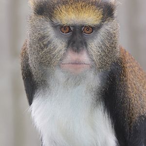 Lowe's Mona Monkey (Cercopithecus lowei)