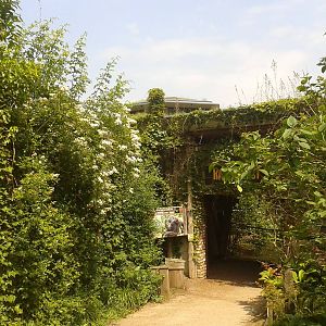 Entrance Gorilla - Mangabey house