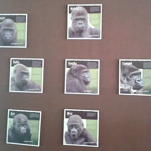 The Gorillas of Gaia Zoo