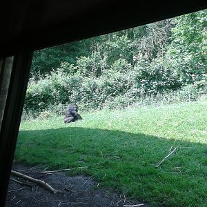 Gorilla viewing
