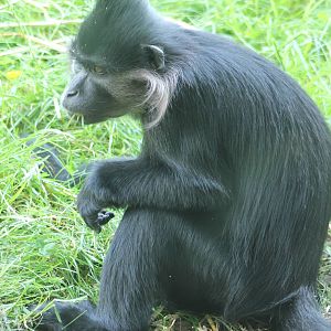 Black mangabey