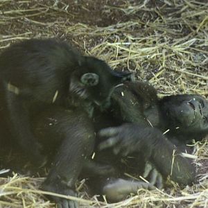 Mangabey playing with Gorilla youngster