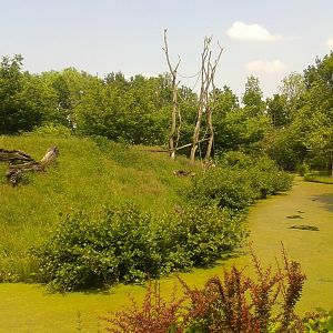 Part of the Gorilla - Mangabey outdoor enclosure