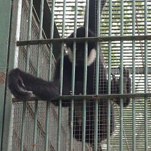 Which kind of gibbon?