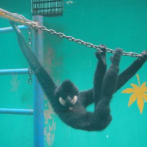 Which kind of gibbon?