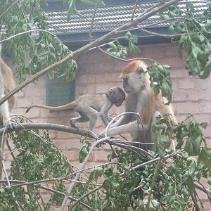 Patas monkey