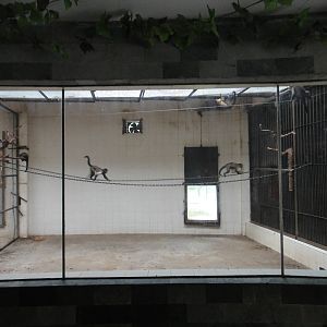 White-fronted capuchin enclosure