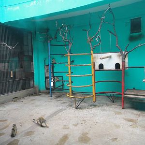 Squirrel monkey enclosure