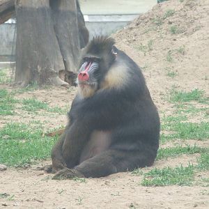 Mandrill, a little fat?