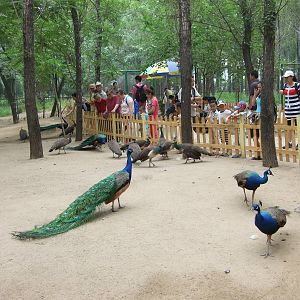 Peafowls, you can buy the fodder, but don?t feed with your own food