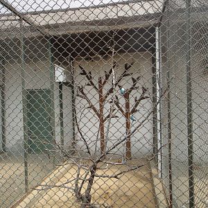 Small birds enclosure