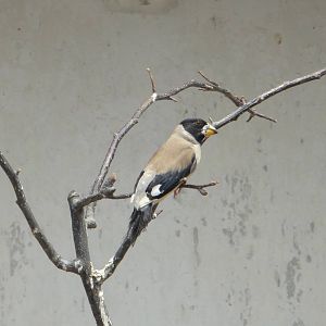 Japanese grosbeak
