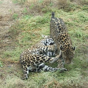 Little jaguars