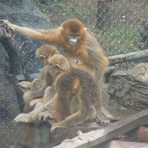 Golden snub-nosed monkey