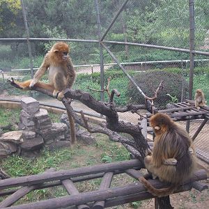 Golden snub-nosed monkey