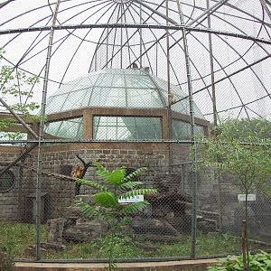 Golden snub-nosed monkey exhibit