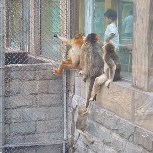 Golden snub-nosed monkey exhibit