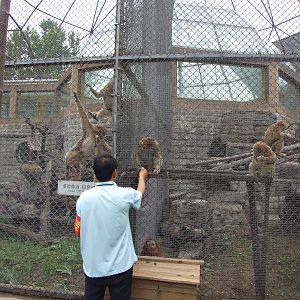 Keeper feeding the Golden snub-nosed monkey
