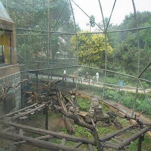 Golden snub-nosed monkey exhibit