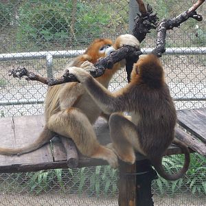 Golden snub-nosed monkey