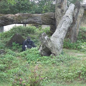 BaoBao The westen lowland gorilla