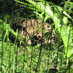 Clouded Leopard