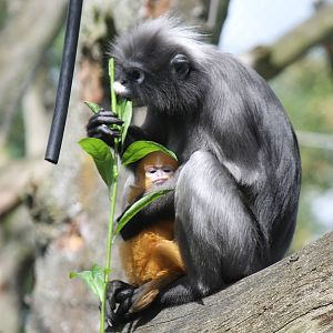 Dusky leaf monkey with youngster