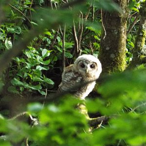 Juvenile Tawny Owl (Strix aluco sylvatica) in Northumberland National Park